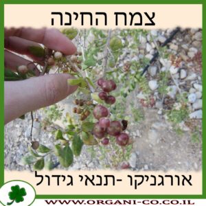 צמח החינה