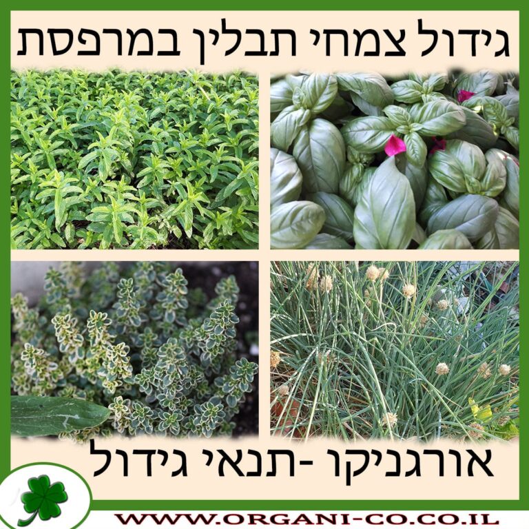 גידול צמחי תבלין במרפסת