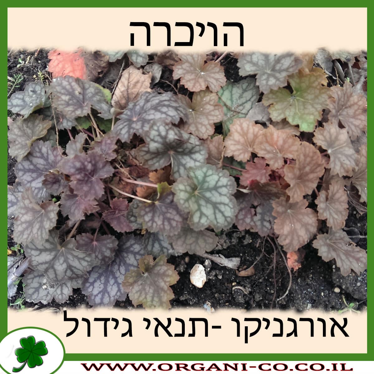 הויכרה