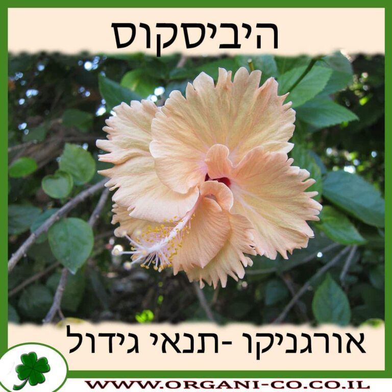 היביסקוס היביסקוס