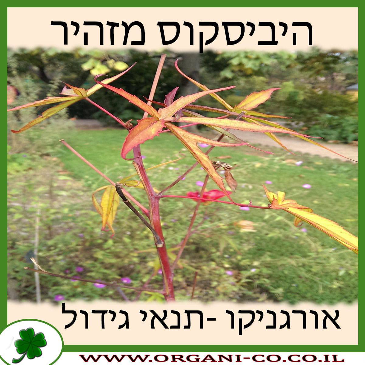 היביסקוס מזהיר