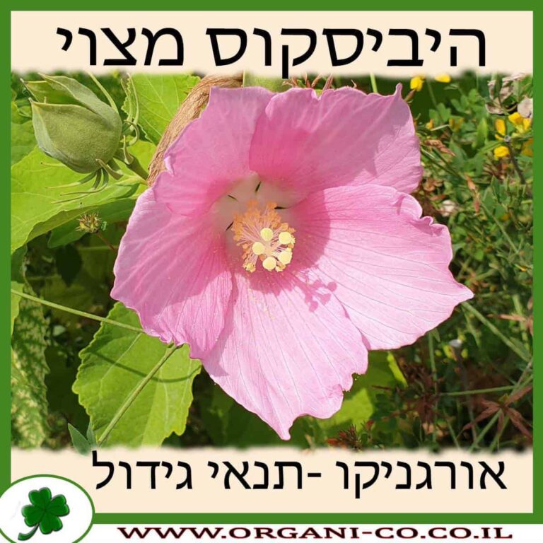 היביסקוס מצוי היביסקוס מצוי גידול צמח