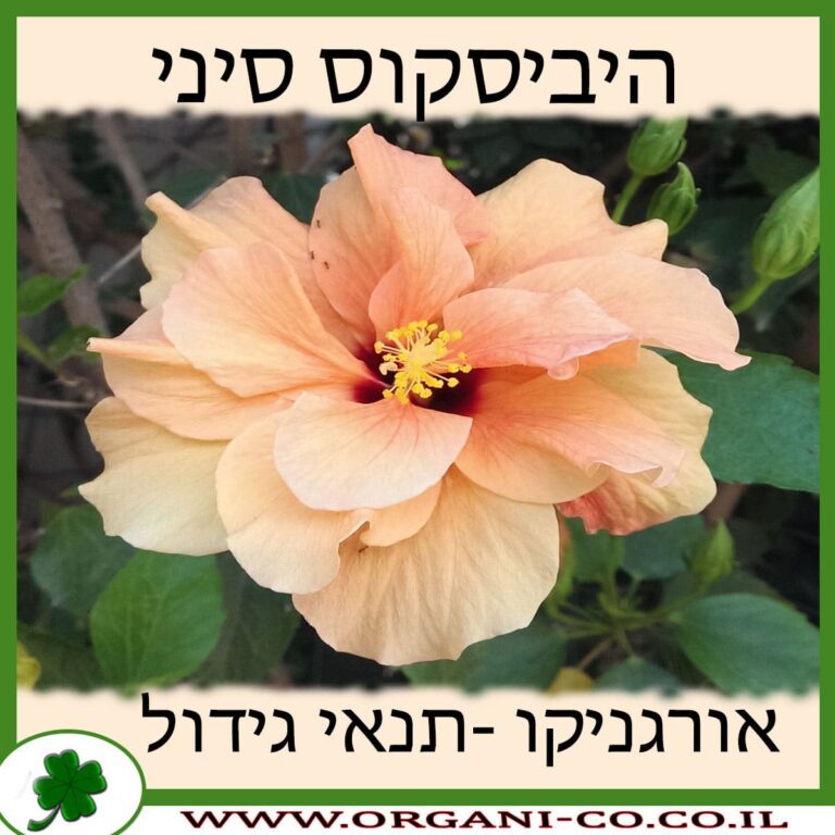 היביסקוס סיני היביסקוס סיני