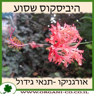 היביסקוס שסוע