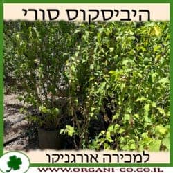 היביסקוס סורי 25 ליטר