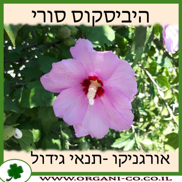 היביסקוס סורי היביסקוס סורי