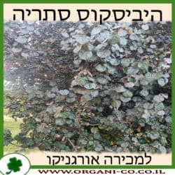 היביסקוס סתריה 25 ליטר