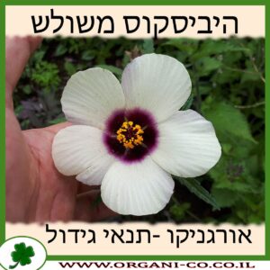 היביסקוס משולש