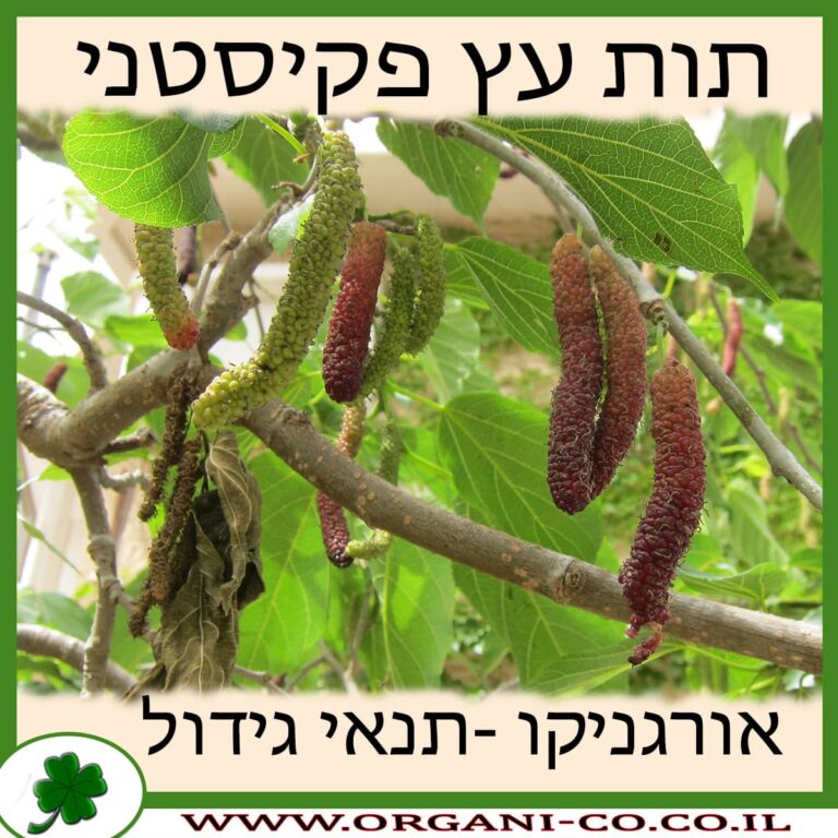 תות עץ פקיסטני תות עץ פקיסטני גידול צמח