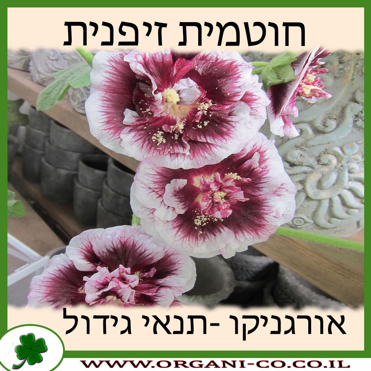 חוטמית זיפנית