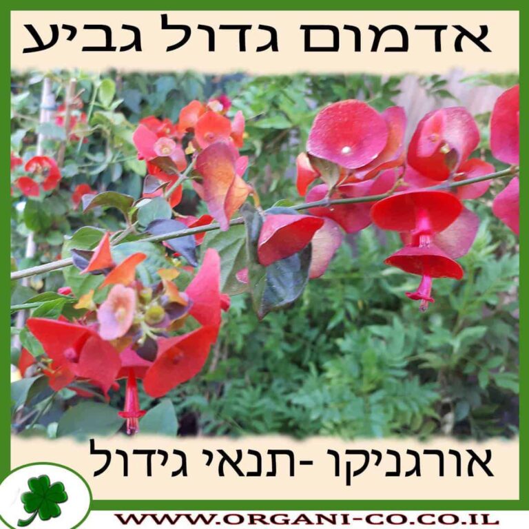אדמום גדול גביע אדמום גדול גביע גידול צמח