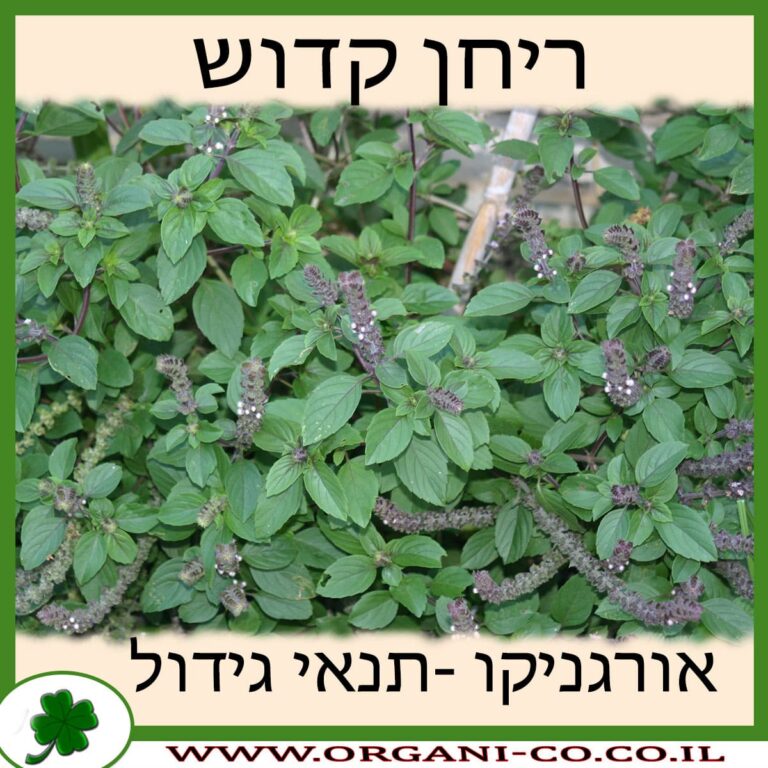 ריחן קדוש ריחן קדוש גידול צמח