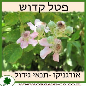 פטל קדוש גידול צמח