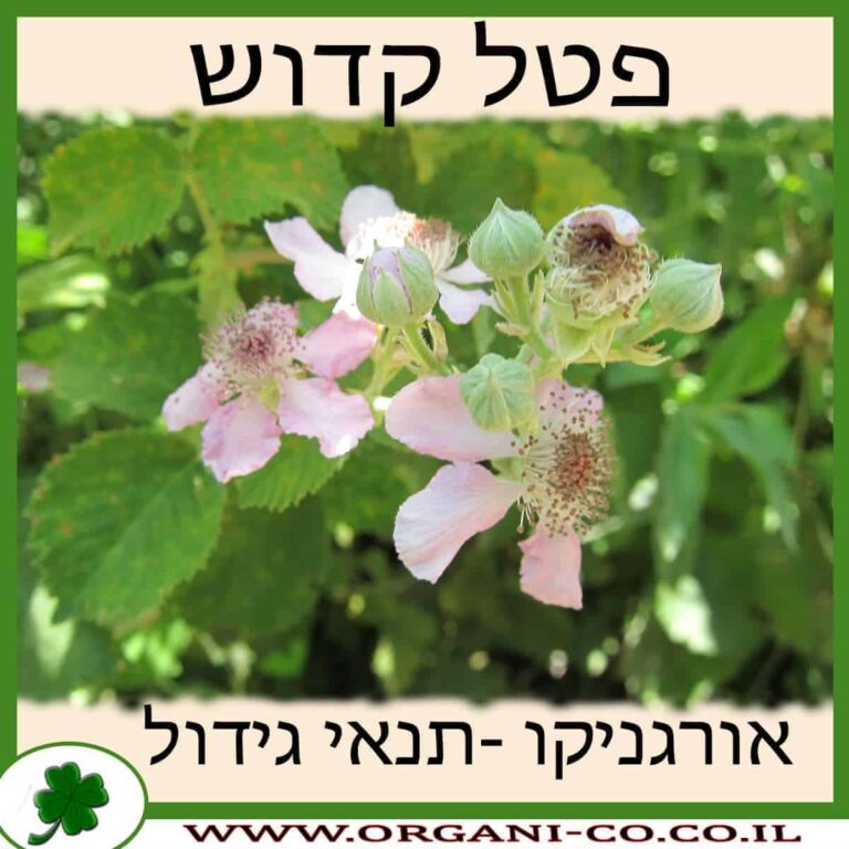 פטל קדוש פטל קדוש גידול צמח