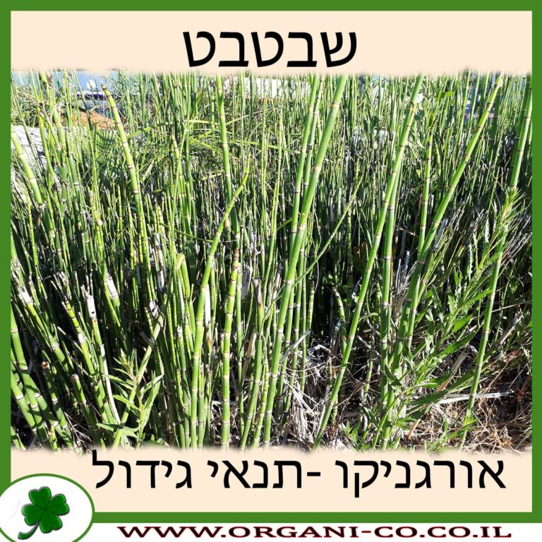 שבטבט שבטבט