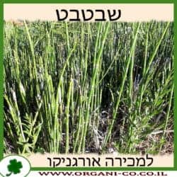 שבטבט 10 ליטר