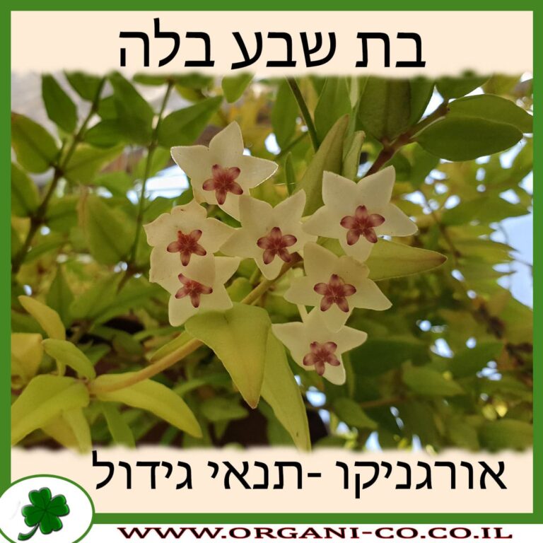 בת שבע בלה בת שבע בלה