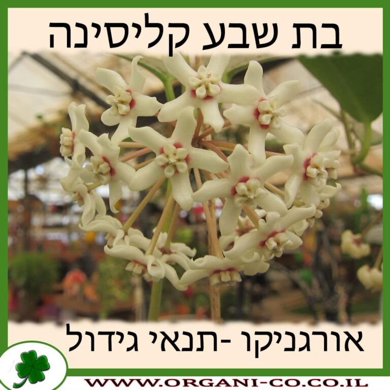 בת שבע קליסינה בת שבע קליסינה