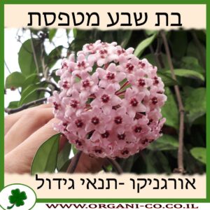 בת שבע מטפסת