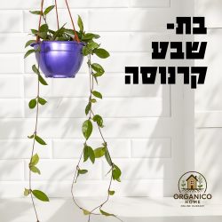 בת שבע קרנוסה
