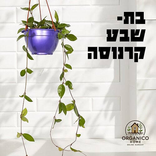 בת שבע קרנוסה למכירה - מחיר