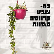 בת שבע קרנוסה מגוונת למכירה - מחיר