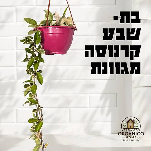 בת שבע קרנוסה מגוונת למכירה - מחיר
