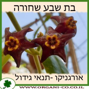 בת שבע שחורה