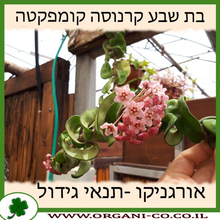 בת שבע קרנוסה קומפקטה בת שבע קרנוסה קומפקטה