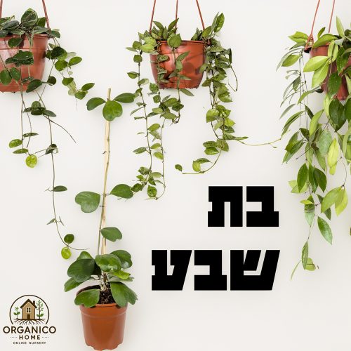 בת שבע למכירה - מחיר
