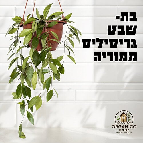 בת שבע גרסיליס ממוריה למכירה - מחיר