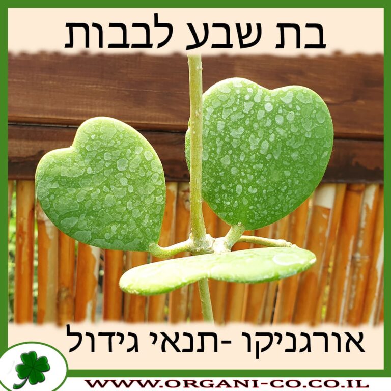 בת שבע לבבות בת שבע לבבות
