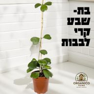 בת שבע קרי לבבות למכירה - מחיר