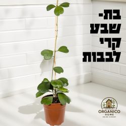 בת שבע קרי לבבות