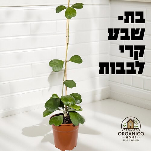 בת שבע קרי לבבות למכירה - מחיר