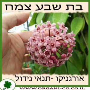 בת שבע צמח גידול צמח