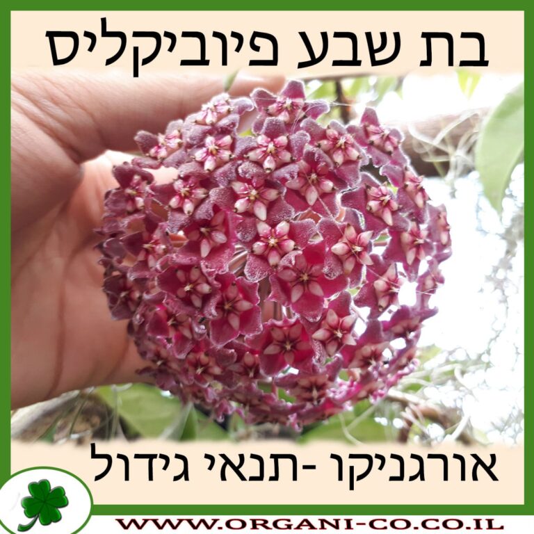 בת שבע פיוביקליס בת שבע פיוביקליס