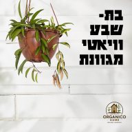 בת שבע ווייאטי מגוונת למכירה - מחיר