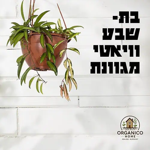 בת שבע ווייאטי מגוונת למכירה - מחיר