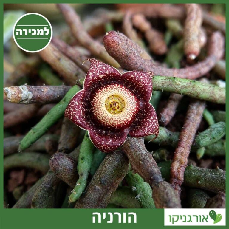 הורניה למכירה - מחיר