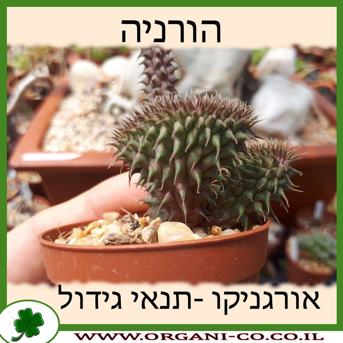 הורניה