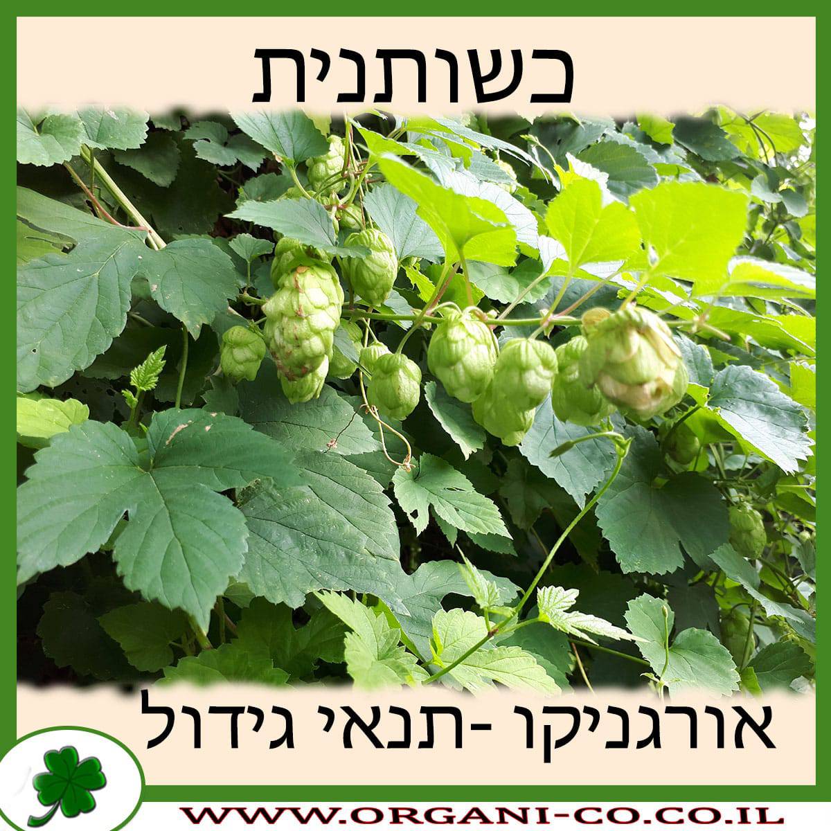 כשותנית