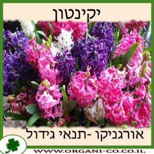 יקינטון