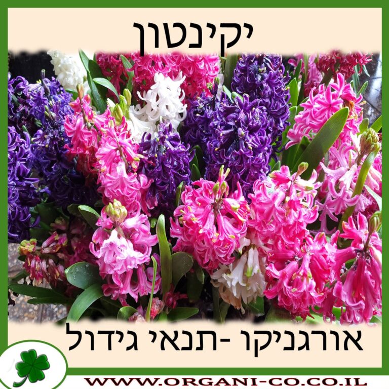 יקינטון יקינטון