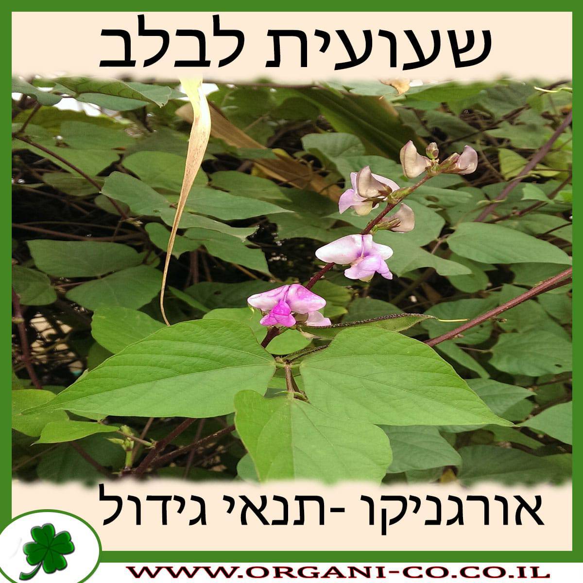 שעועית לבלב גידול צמח