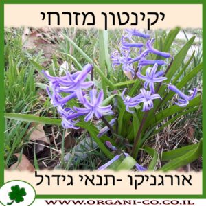 יקינטון מזרחי