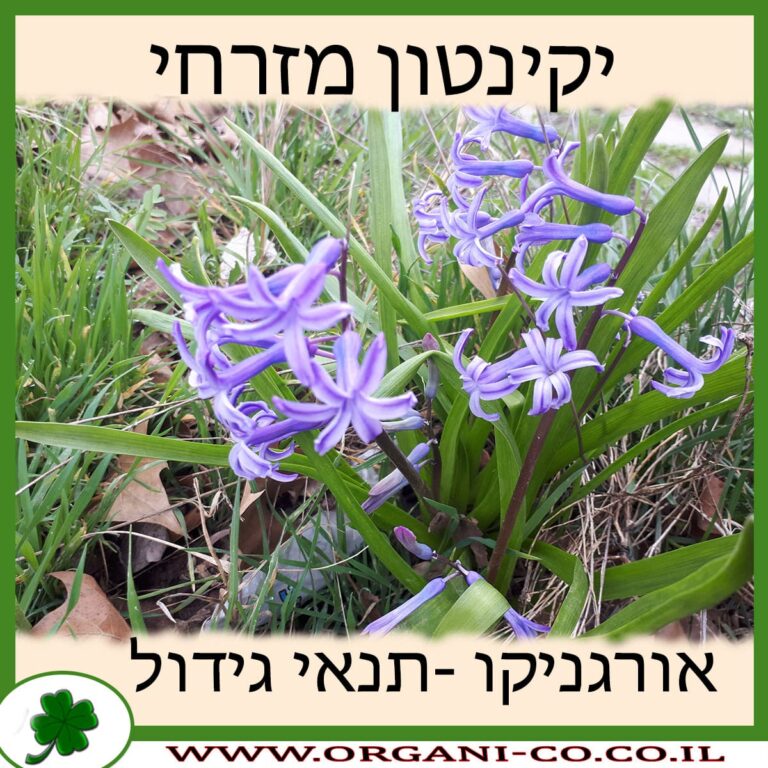 יקינטון מזרחי יקינטון מזרחי