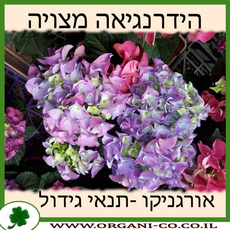 הידרנגיאה מצויה הידרנגיאה מצויה