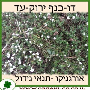 דו-כנף ירוק-עד