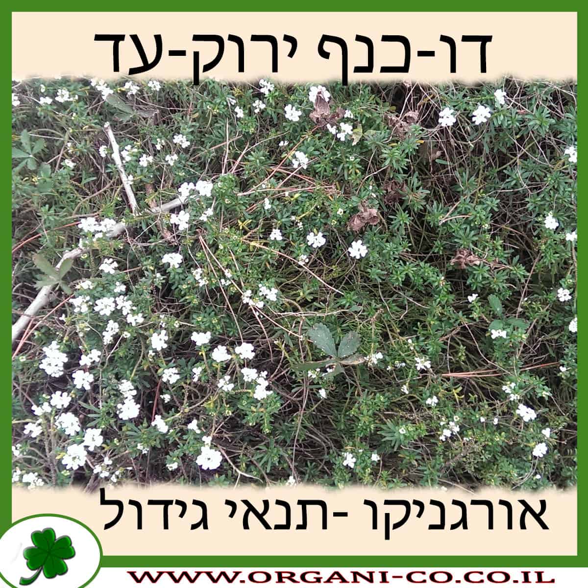 דו-כנף ירוק-עד